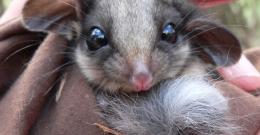 A close-up photo of a lowland Leadbeater's Possum