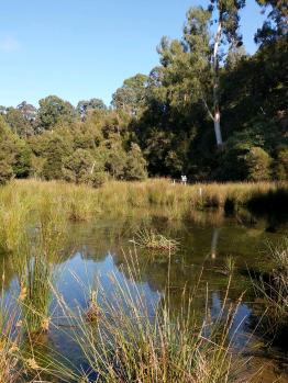 environmental wetlands