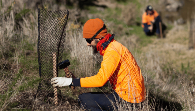 Man in safety gear kneeling down to adjust wooden stakes around plant