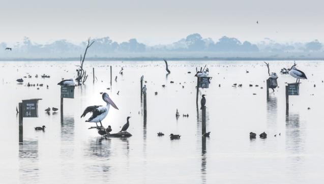 Pelican at Edithvale wetland