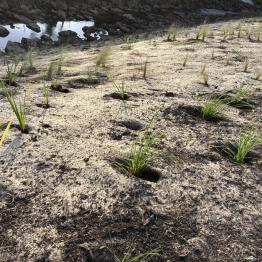 Native shrubs recently planted along the creek-side (August 2023)