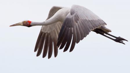 Brolga flying at the Western Treatment Plant